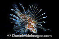 Common Lionfish (Pterois volitans). Also known as Firefish. Great Barrier Reef, Queensland, Australia