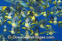 Schooling Diagonal-banded Sweetlips (Plectorhinchus lineatus). Great Barrier Reef, Queensland, Australia