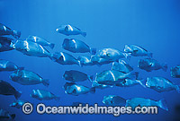 Schooling Humphead Parrotfish (Bolbometopon muricatum). Also known as Double-headed Parrotfish. Bali, Indonesia