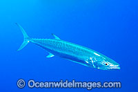 Wahoo (Acanthocybium solandri). A highly prized gamefish. Also known as Mackerel and Ono, this fish has been recorded at over 2 metres in length and 80 kg. Found in all tropical seas worldwide. Photo taken on the Great Barrier reef, Queensland, Australia