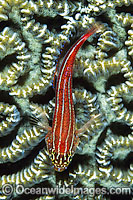 Striped Threefin (Helcogramma striatum) - on brain coral. Also known as Triplefin. Found on tropical coral reefs throughout the West Pacific from Japan to northern Australia