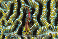 Striped Threefin (Helcogramma striatum) - on brain coral. Also known as Triplefin. Found on tropical coral reefs throughout the West Pacific from Japan to northern Australia