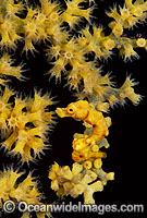 Pygmy Seahorse (Hippocampus denise) on Gorgonian Fan Coral. Bali, Indonesia