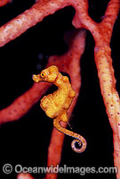 Pygmy Seahorse (Hippocampus denise) on Gorgonian Fan Coral. Bali, Indonesia