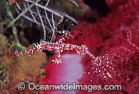 Harlequin Ghost Pipefish (Solenostomus paradoxus) - juvenile. Also known as Ornate Ghost Pipefish. Bali, Indonesia