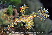Harlequin Ghost Pipefish (Solenostomus paradoxus). Also known as Ornate Ghost Pipefish. Bali, Indonesia