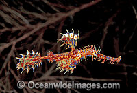 Harlequin Ghost Pipefish (Solenostomus paradoxus). Also known as Ornate Ghost Pipefish. Kimbe Bay, Papua New Guinea