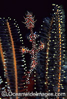 Harlequin Ghost Pipefish (Solenostomus paradoxus) - amongst Crinoid Feather Star arms. Also known as Ornate Ghost Pipefish. Kimbe Bay, Papua New Guinea