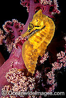 White's Seahorse (Hippocampus whitei) on Soft Coral. Nelson Bay, New South Wales, Australia