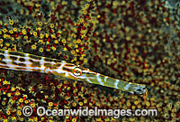 Yellow Trumpetfish (Aulostomus chinensis) - juvenile amongst Soft Coral. Also known as Pacific Trumpetfish. Bali, Indonesia