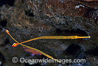 Yellow-banded Pipefish (Dunckerocampus pessuliferus). Bali, Indonesia
