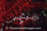 Harlequin Ghost Pipefish (Solenostomus paradoxus) - juvenile, amongst the arms of a Crinoid Featherstar. Also known as Ornate Ghost Pipefish. Indo-Pacific