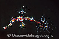 Harlequin Ghost Pipefish (Solenostomus paradoxus) - juvenile. Also known as Ornate Ghost Pipefish. Indo-Pacific