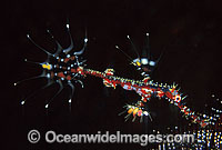 Harlequin Ghost Pipefish (Solenostomus paradoxus) - juvenile. Also known as Ornate Ghost Pipefish. Indo-Pacific