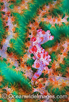 Pygmy Seahorse (Hippocampus bargibanti) - on Gorgonian Fan Coral. Found throughout Indo-West Pacific, including Great Barrier Reef