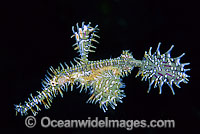 Harlequin Ghost Pipefish (Solenostomus paradoxus). Found throughout the Indo-West Pacific, including the Great Barrier Reef, expanding into sub-tropical zones. Also known as Ornate Ghost Pipefish.