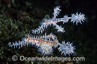 Harlequin Ghost Pipefish (Solenostomus paradoxus) - male and female. Found throughout the Indo-West Pacific, including the Great Barrier Reef, expanding into sub-tropical zones. Also known as Ornate Ghost Pipefish.