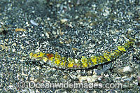 Pipefish (species uncertain). Found throughout the Indo-West Pacific. Photo taken at Lembeh Strait, Sulawesi, Indonesia