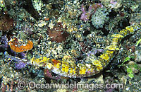 Pipefish (species uncertain). Found throughout the Indo-West Pacific. Photo taken at Lembeh Strait, Sulawesi, Indonesia