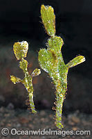 Halimeda Ghost Pipefish (Solenostomus sp.) - male and female pair. Found throughout tropical Indo-West Pacific. Photo taken off Anilao, Philippines. Within the Coral Triangle.