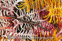 Harlequin Ghost Pipefish (Solenostomus paradoxus) - amongst Crinoid Featherstar arms. Also known as Ornate Ghost Pipefish. Found throughout the Indo Pacific, including the Great Barrier Reef, extending into sub-tropical zones.