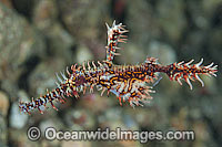 Harlequin Ghost Pipefish (Solenostomus paradoxus), male carrying eggs in pouch. Also known as Ornate Ghost Pipefish. Found throughout the Indo Pacific, including the Great Barrier Reef, extending into sub-tropical zones. Within the Coral Triangle.