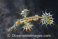 Harlequin Ghost Pipefish (Solenostomus paradoxus). Also known as Ornate Ghost Pipefish. Found throughout the Indo Pacific, including the Great Barrier Reef, extending into sub-tropical zones. Within the Coral Triangle.