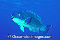 Blunt-headed Parrotfish (Scarus microrhinos). Great Barrier Reef, Queensland, Australia