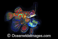 Mandarin-fish (Synchiropus splendidus) - courting behaviour of male and female. Great Barrier Reef, Queensland, Australia