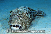 Starry Pufferfish (Arothron stellatus). Also known as Starry Toadfish. Great Barrier Reef, Queensland, Australia