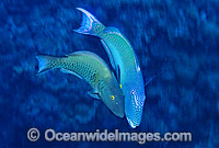 Red-speckled Parrotfish (Cetoscarus bicolor) - male courting a female. Also known as Two-colour Parrotfish. Great Barrier Reef, Queensland, Australia