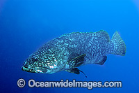 Queensland Groper (Epinephelus lanceolatus), size: 220cm. Also known as Queensland Grouper and Giant Grouper. Throughout Indo-West Pacific. Photo taken on SS Yongala shipwreck, Great Barrier Reef, Qld, Australia. Classified Vulnerable on IUCN Red List.