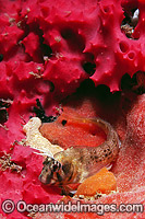 Tasmanian Blenny (Parablennius Tasmanianus) on Sponge. Port Phillip Bay, Victoria, Australia