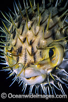 Globefish (Diodon nichthemerus). Also known as Porcupinefish or Pufferfish. Port Phillip Bay, Victoria, Australia