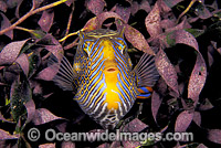 Ornate Cowfish (Aracana ornata) - male in sea grass. Also known as Boxfish. Western Port Bay, Victoria, Australia