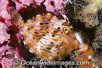 Mosaic Leatherjacket (Eubalichthys mosaicus) - juvenile. Juveniles are often found settled in sea sponges on jetty pylons. Found on coastal reefs throughtout southern Australia.