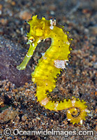 Thorny Seahorse (Hippocampus histrix). Found throughout tropical West Pacific, southern Japan to the Coral Sea, including Great Barrier Reef, Australia.