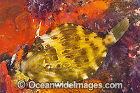 Mosaic Leatherjacket (Eubalichthys mosaicus). Juveniles are often found settled in sea sponges on jetty pylons. Found on coastal reefs from Noosa Heads, Qld, to Dongara, WA. Photo taken in Port Phillip Bay, Vic, Australia.