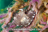 Gunn's Leatherjacket (Eubalichthys gunnii), juvenile. Found on coastal reefs throughout SA, Vic and Tas, often seen under jetties. Photo taken at Edithburgh, York Peninsula, South Australia, Australia.