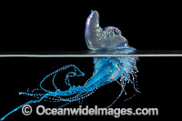 Portuguese Man o' war (Physalia physalis). Also known as the Blue Bottle, Blue Bubble and Portuguese Man-of-War. Venomous, capable of producing a very painful and powerful sting. Found throughout the world. Photo taken off Coffs Harbour, NSW, Australia.