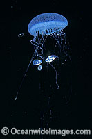 Jellyfish (soon to be described) with juvenile pelagic Fish sheltering around tentacles. Southern Australia