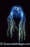Extremely venomous Box Jellyfish (Chironex fleckeri). Also known as Sea Wasp. Northern Australia