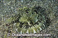 Upside-down Jellyfish (Cassiopea sp.). North Queensland Australia