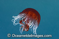 Jellyfish (Chrysaora sp.). Found in Port Phillip Bay, Vic, to Gulf St Vincent, SA. Photo was taken in Port Phillip Bay, Vic, Australia.