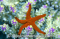 Fromia Sea Star (Fromia indica) amongst Acropora Coral. Also known as Fromia Starfish. Great Barrier Reef, Queensland, Australia