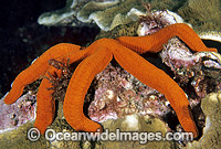 Sea Star (Ophidiaster confertus). Lord Howe Island, New South Wales, Australia