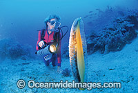 Scuba Diver examining giant Sea Pen (Pteroeides sp.). Indo-Pacific