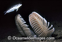 Sea Pen (Sarcoptilus grandis). Doubtful Sound, New Zealand