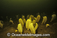 Sea Pen (Sarcoptilus grandis) in tannin stained water. Port Davey, Tasmania, Australia
