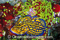 Polyclad Flatworm (Pseudoceros sp.). Great Barrier Reef, Queensland, Australia